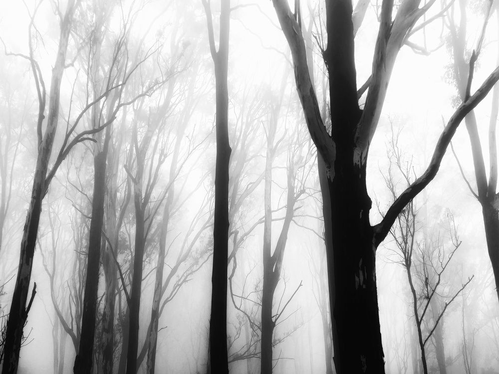 Photograph by Dibyajyoti Nath