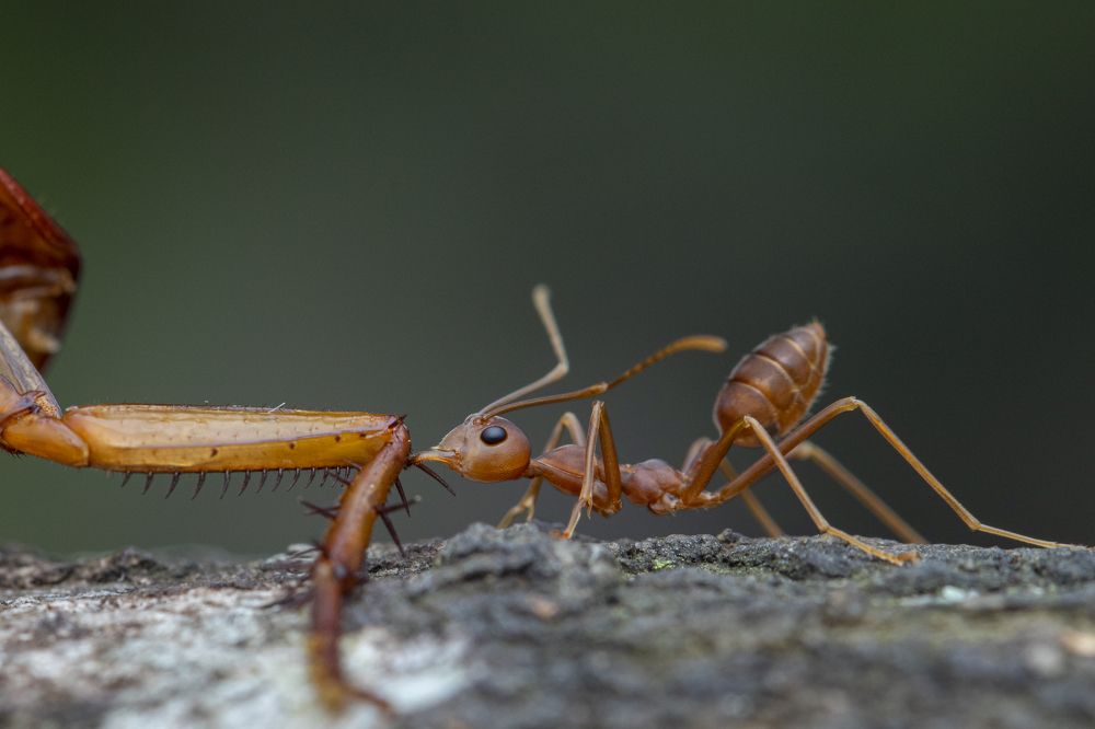 Фотография автора Rajeev Amaratunga