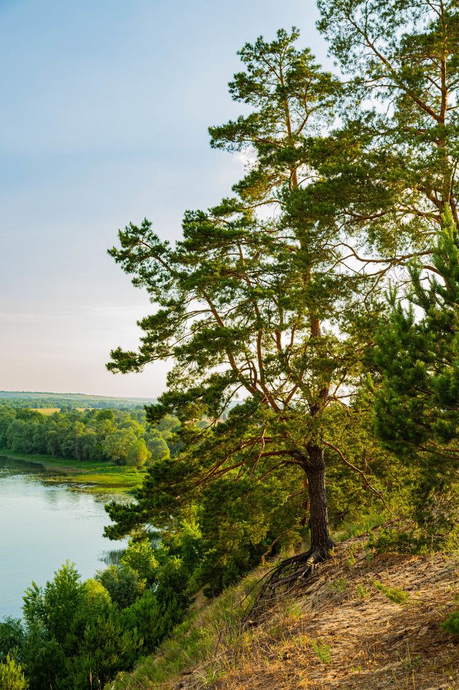 Фотография автора Алексей Тимофеев