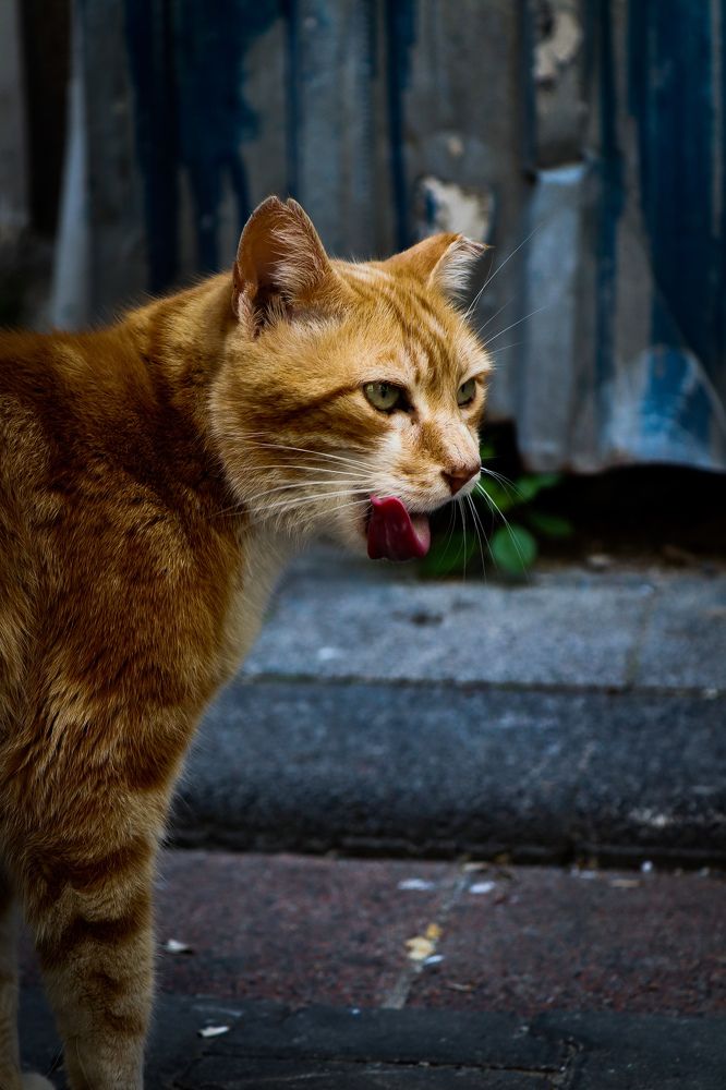 Фотография автора Mehmet