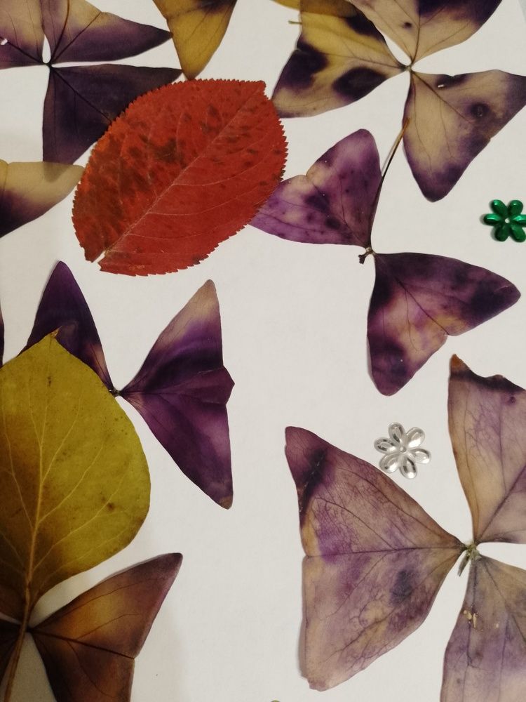 Photo #10828253