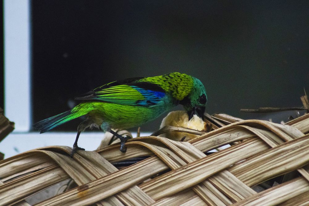 Photograph by Luiz Gustavo Campino Grunewald