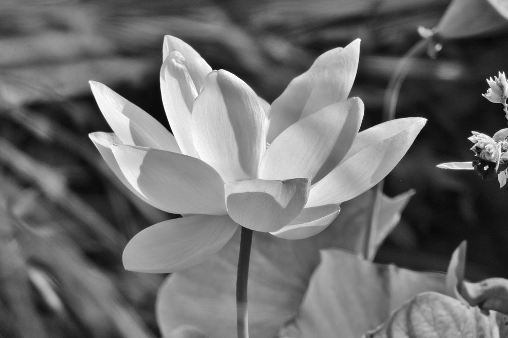 Photograph by backareva irina