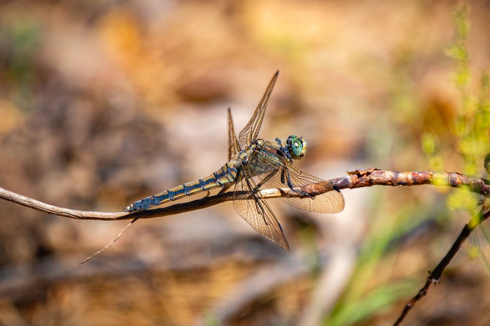 Photograph by Evgenia Loskutova