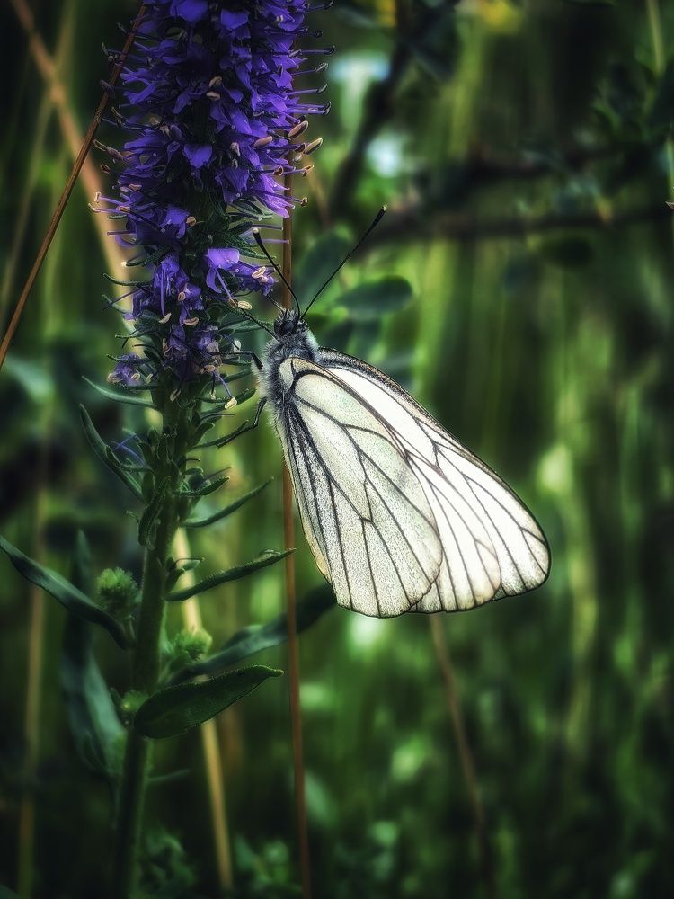 Photograph by Сергей Зайцев