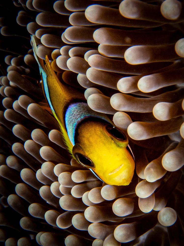 Photograph by Alexander Plakida