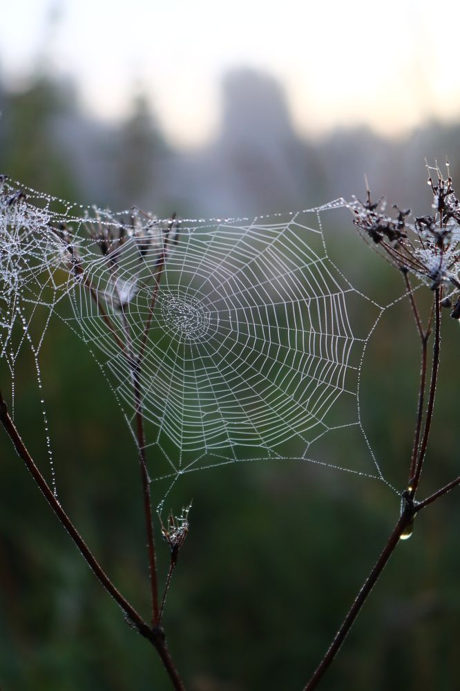 Photograph by Светлана Шуткова