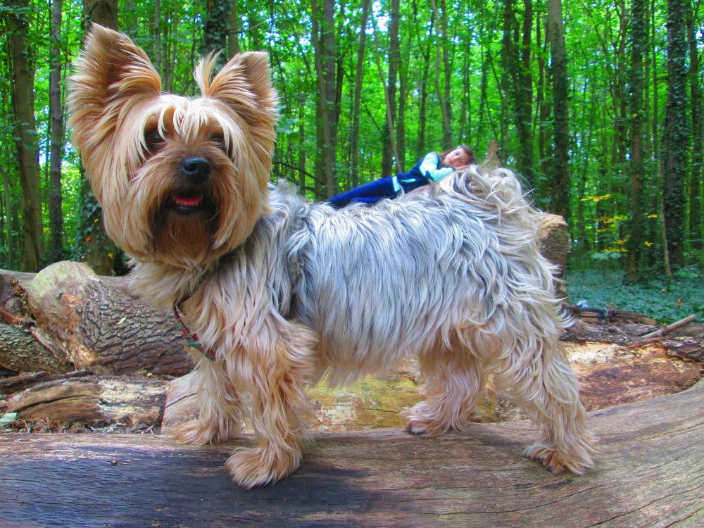 Очень большая собака!