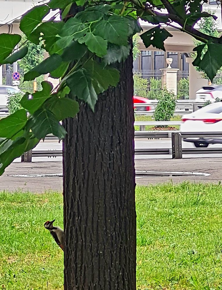 Московский дятел