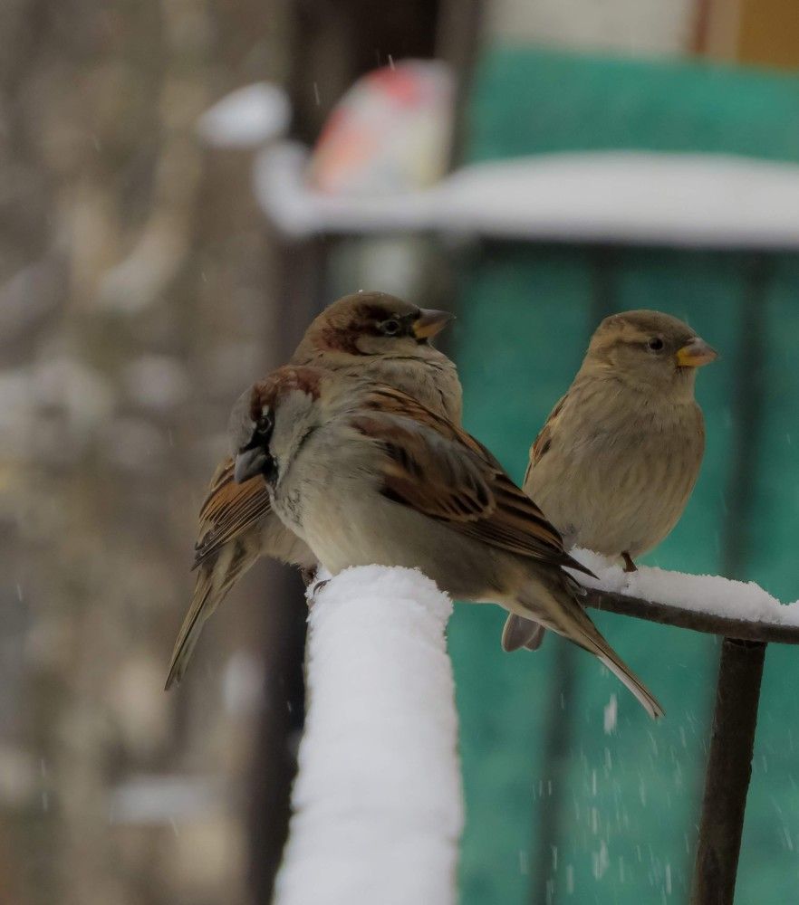 Фотография автора Марина Алексеевская