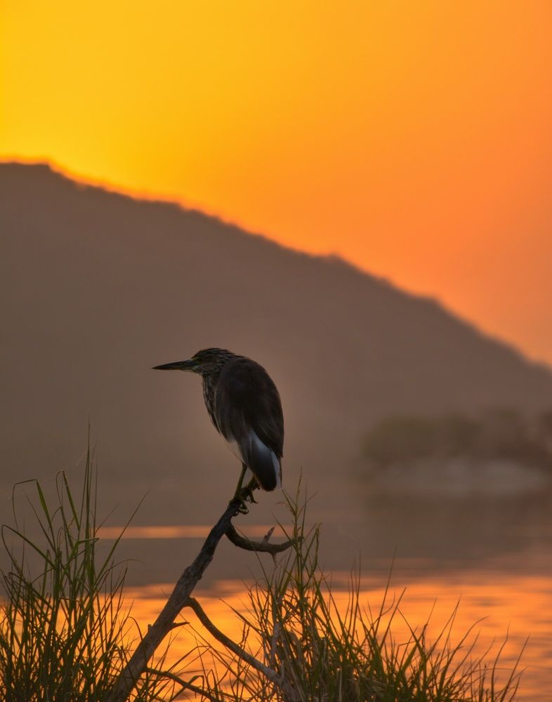 Photograph by prashant bamnawat