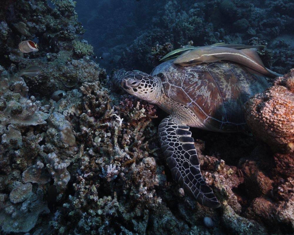 Photograph by Khalefa Almansoori