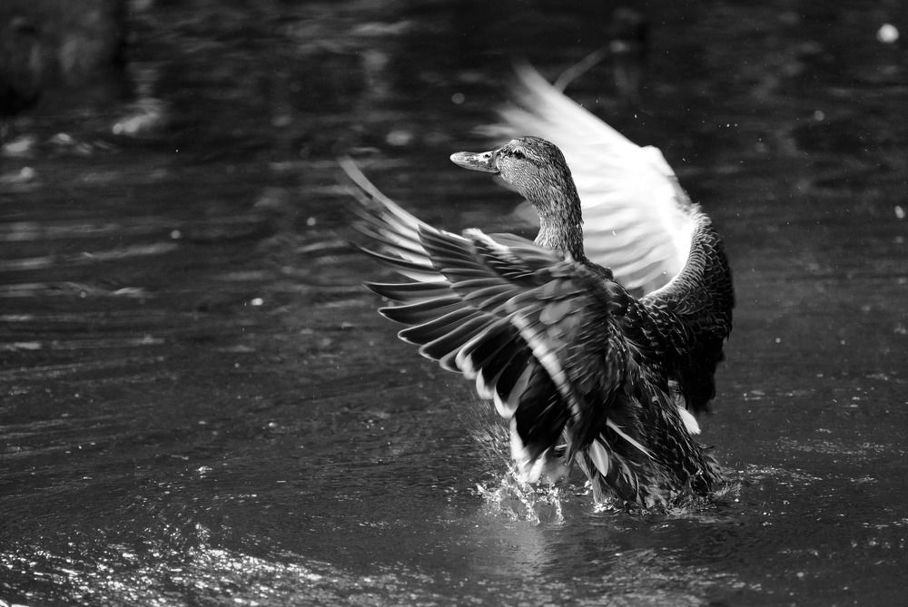 Photograph by Raed Victor Saad