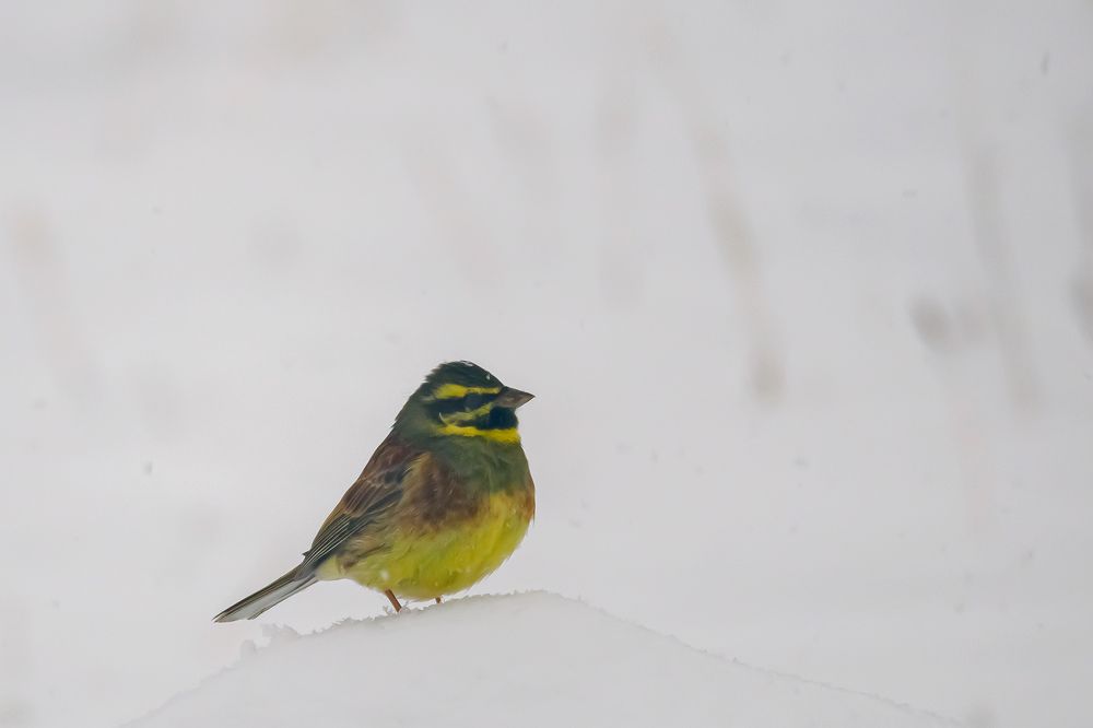 Фотография автора Herraiz Jorge