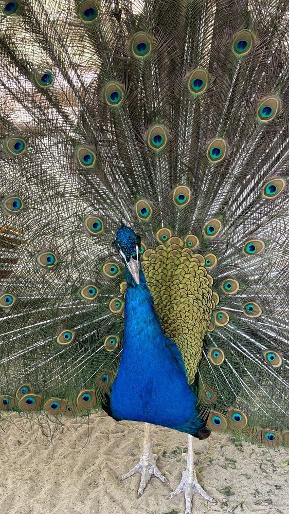 Photograph by Елена Гущина