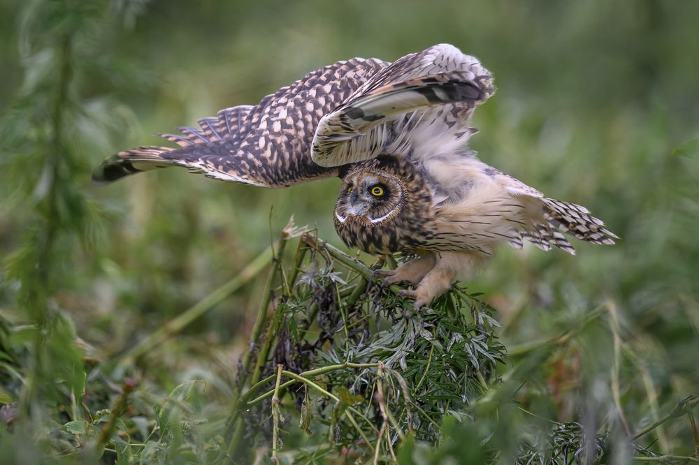 Photograph by Пупонин Сергей