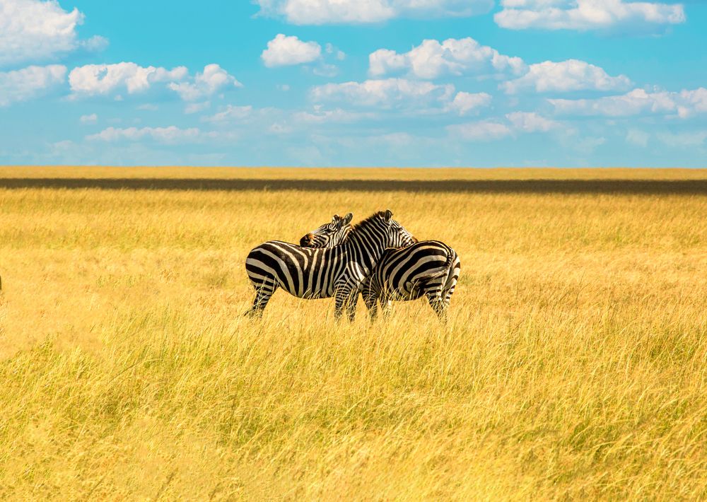 Photograph by Siamak Sabet