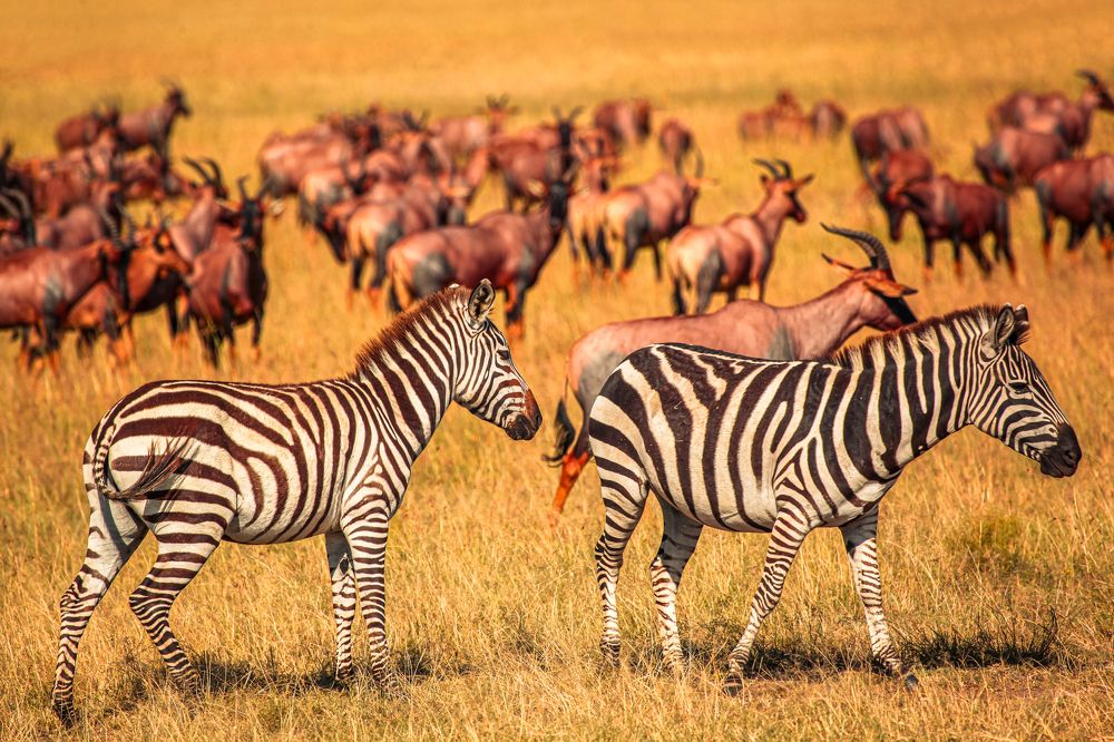 Photograph by Siamak Sabet