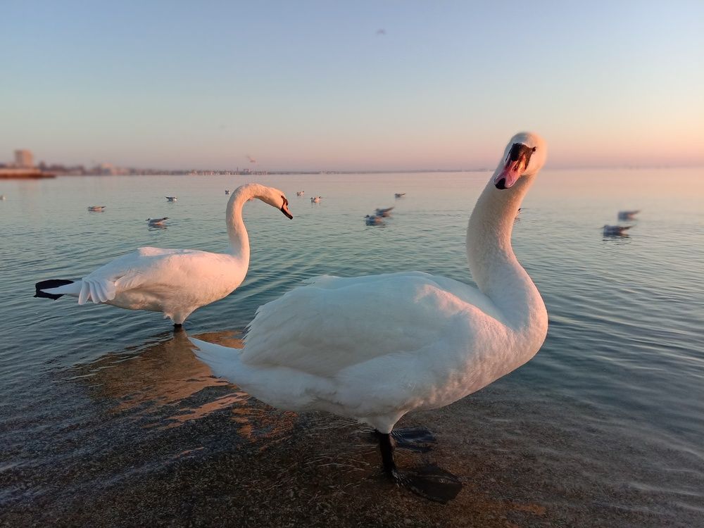 Photograph by Татьяна Стаскевич