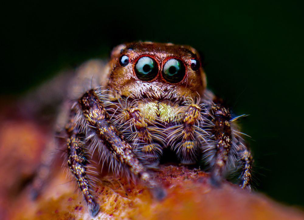 Photograph by Dewindu H. Fernando