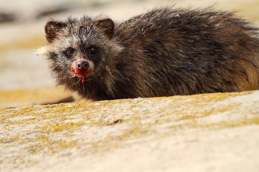 Фотография автора Александр Челмодеев