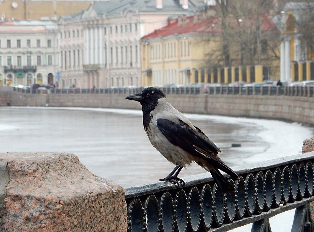 Photograph by Елена Гуляева