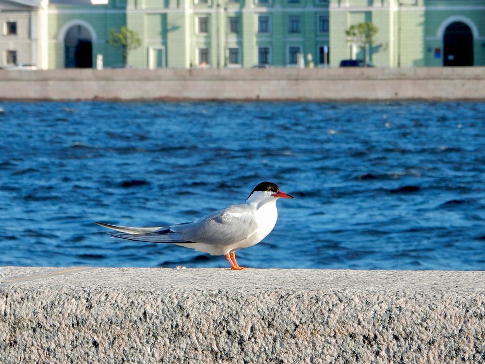 Photograph by Елена Гуляева