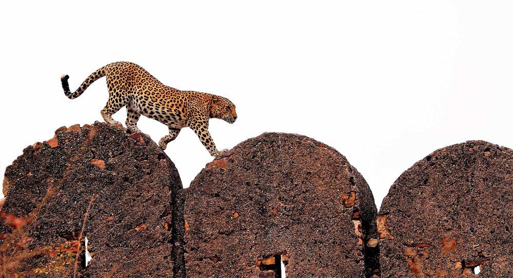 Photograph by Nirmalya Chakraborty