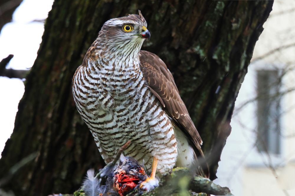 Ястреб-охотник