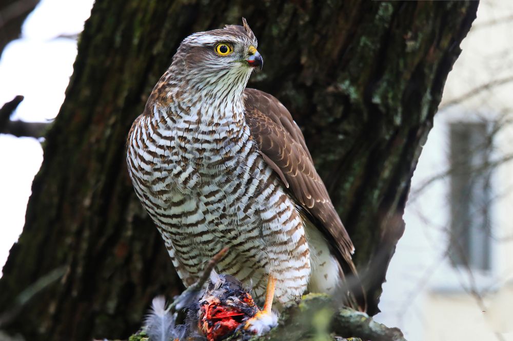 Ястреб-охотник.