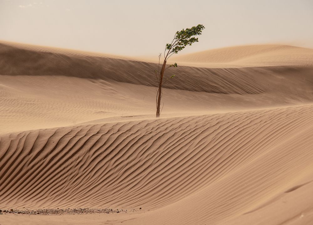 Горячее дыхание пустыни