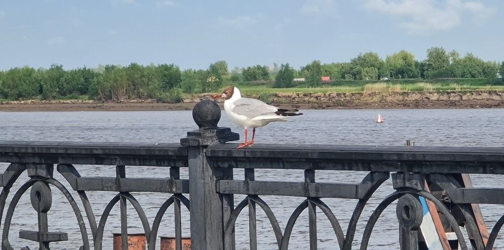 Задумчивая чайка