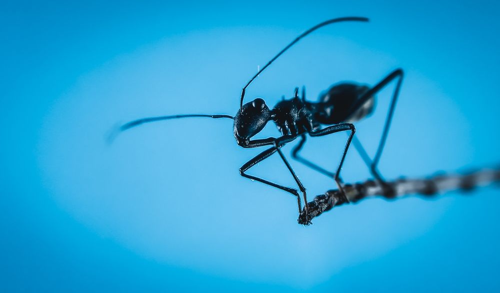 Photograph by R.A.P.G.K.LAKRUWAN