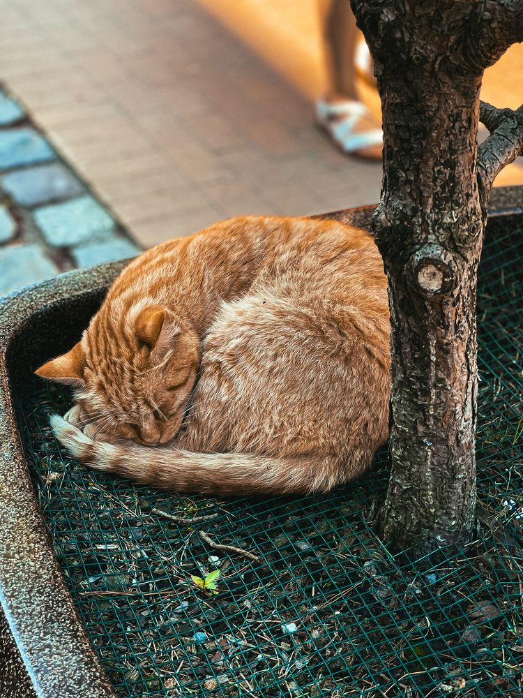 Фотография автора Елена Меньшикова