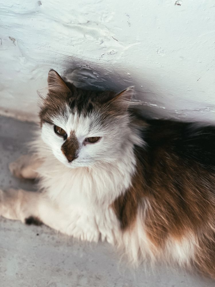 Фотография автора Елена Меньшикова