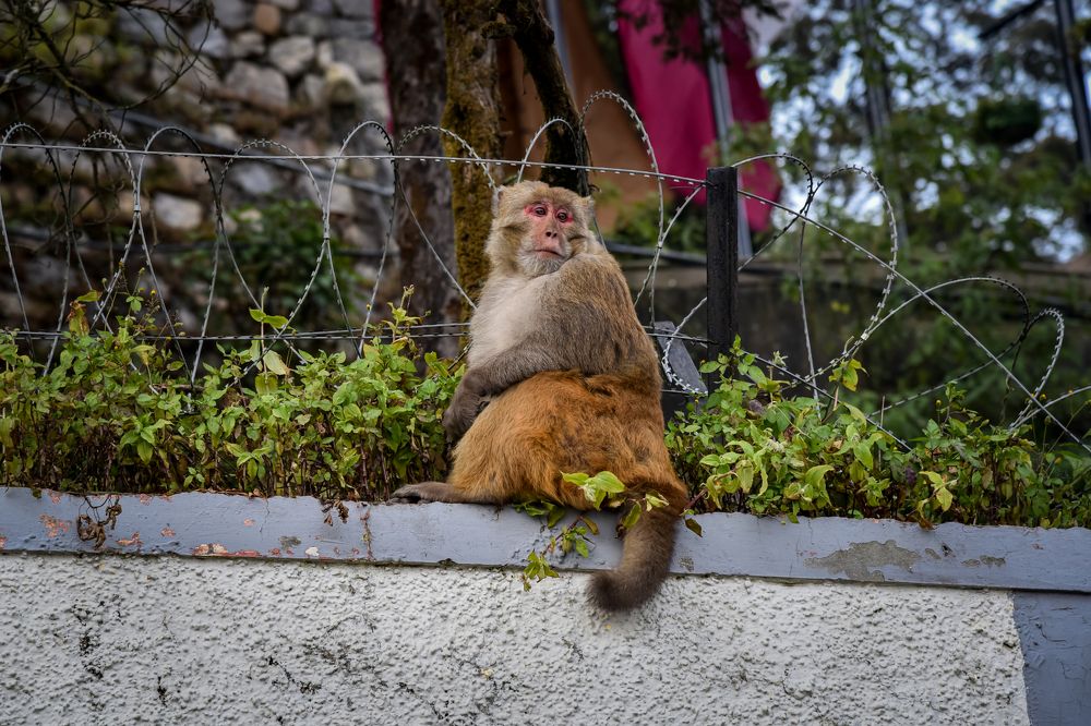 Photograph by DEBRAJ PURKAYASTHA