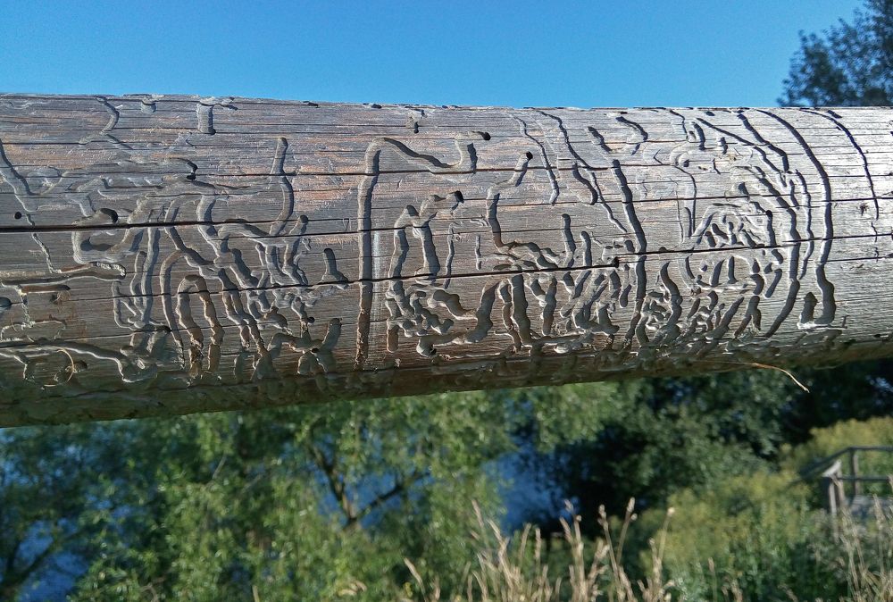 Гравировка