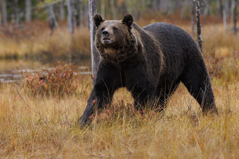 Photograph by Анатолий