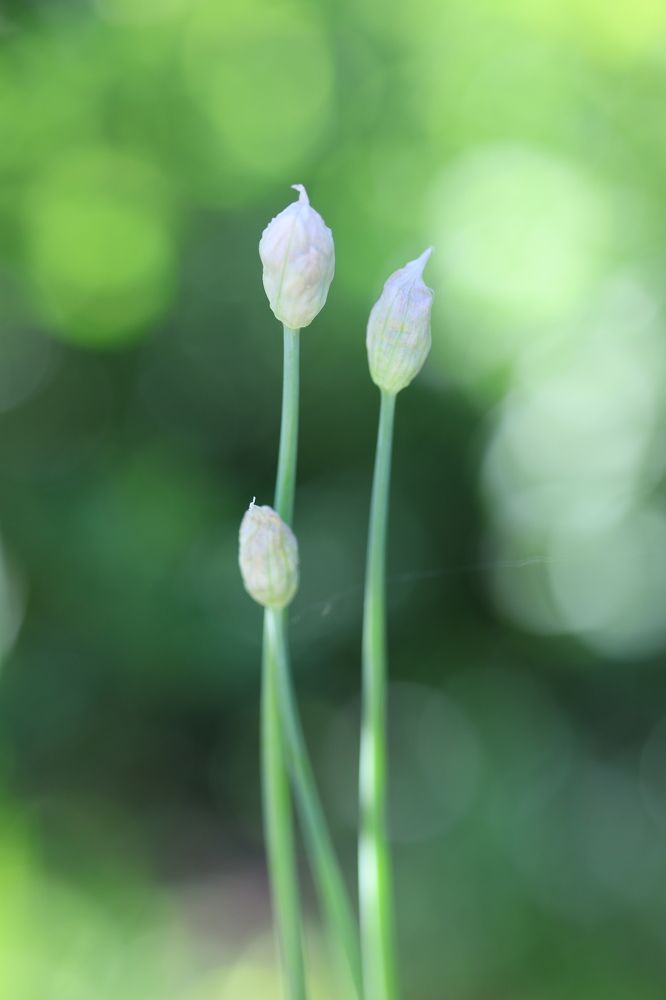 Photograph by Ольга Фраш