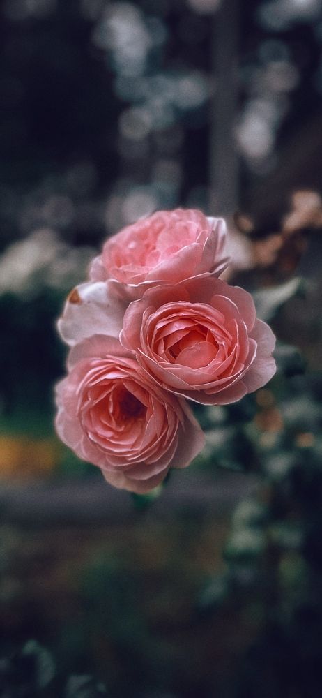 Мамины розы