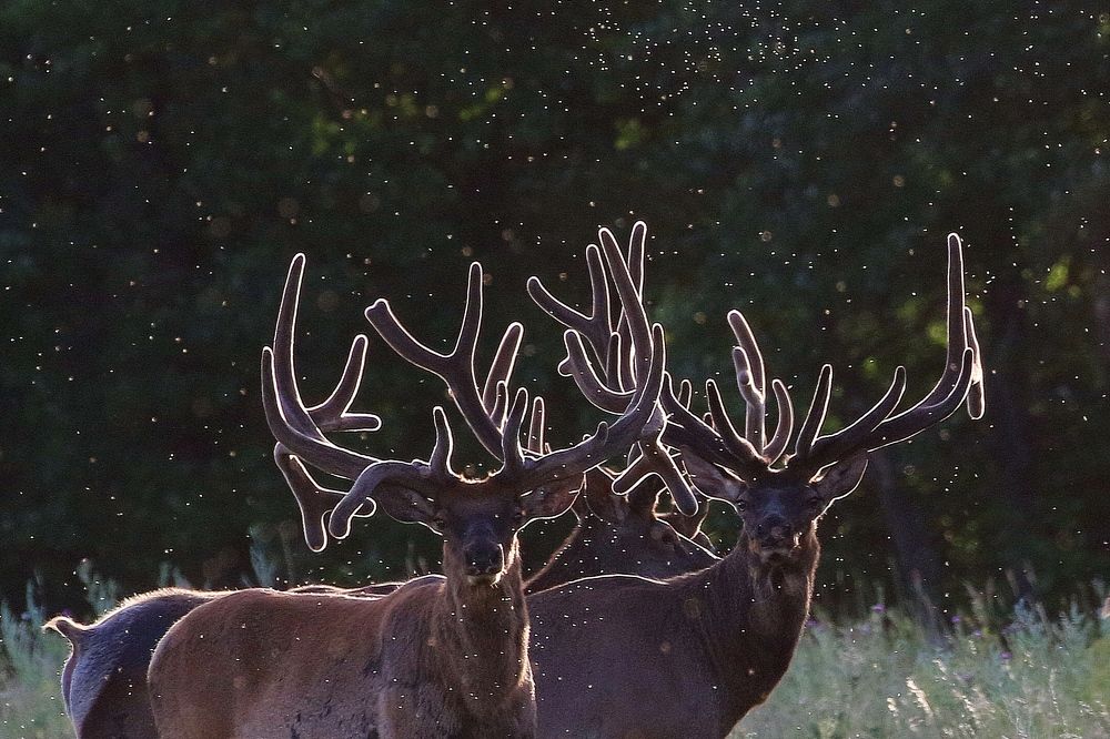 Несущие свет
