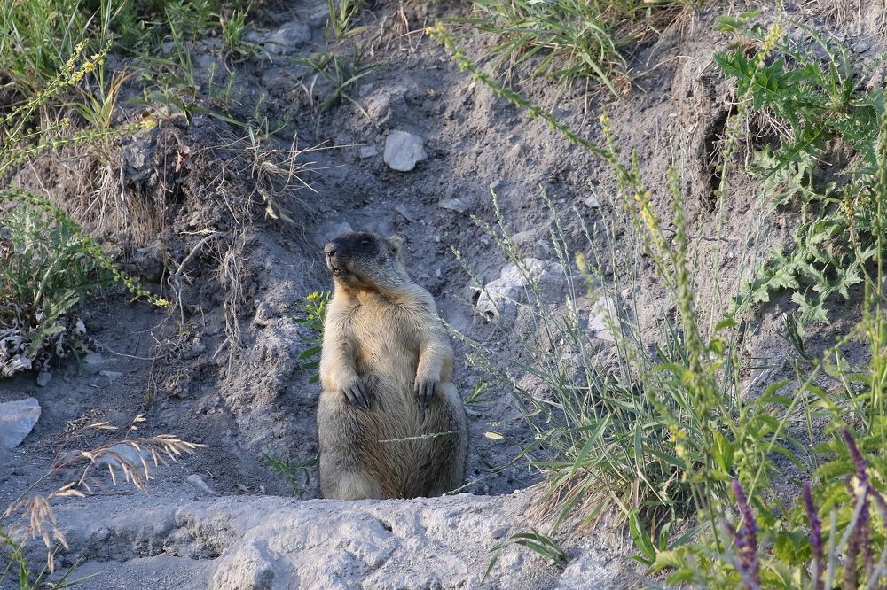Тревожно смотрит вдаль сурок-опасность где-то близко!