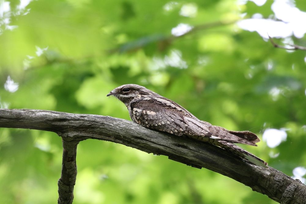 Козодой на веточке сидит и очень мрачен он на вид