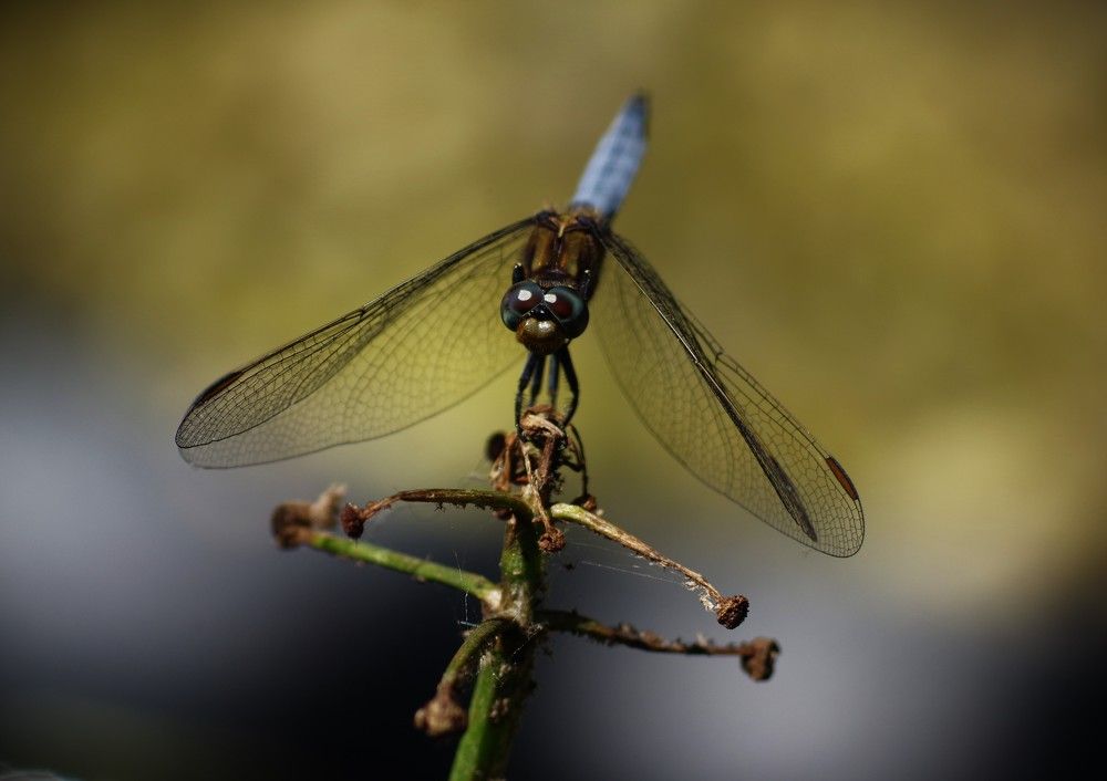 Photograph by Mario Lazzarini