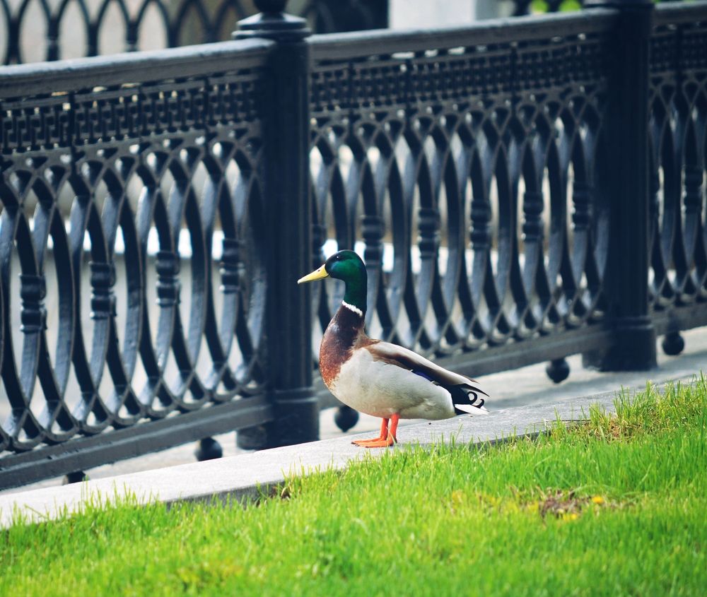 Photograph by Александр Лабутин