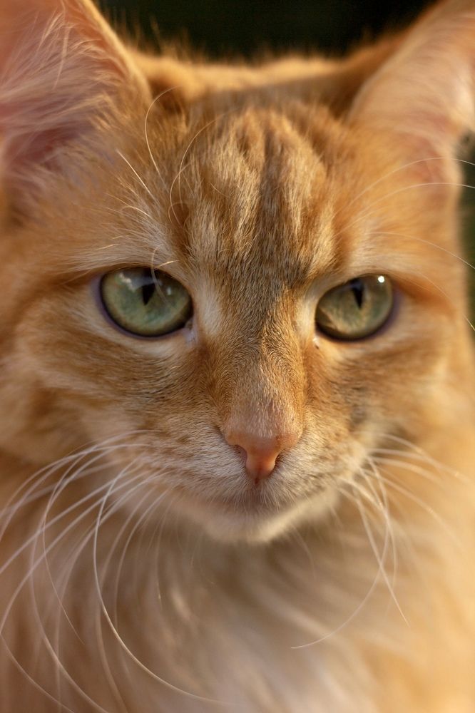 Фотография автора Ираида Гайфуллина