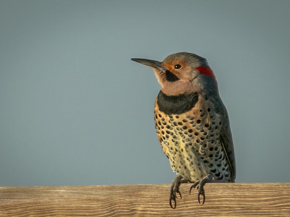 Фотография автора Erik Nelson