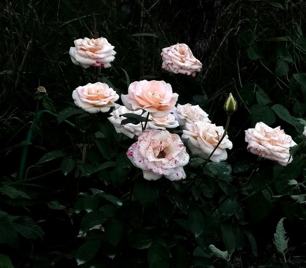 Photograph by Филоненко Николай