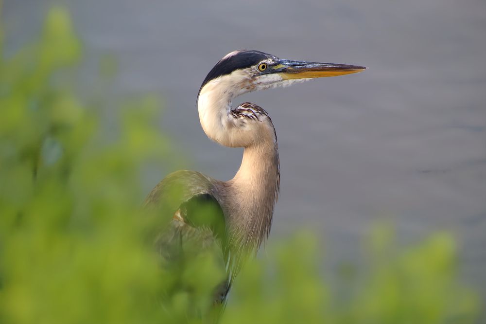 Great Blue Heron Scoping Out a Meal