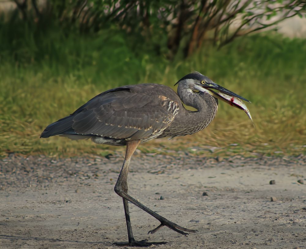 Great Blue Heron